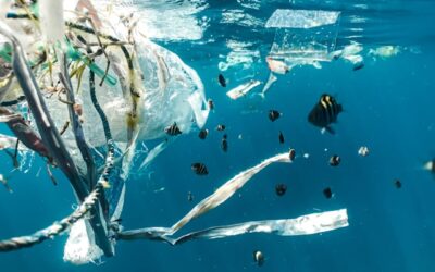 Le Zéro Déchet : Un engagement nécessaire face à la crise du plastique